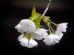 白妙という桜