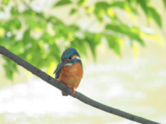 光る池の上のカワセミ