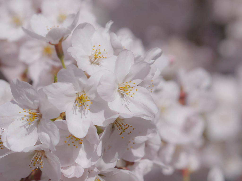 桜近撮01