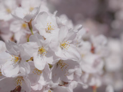 桜近撮01