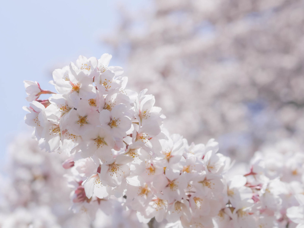 桜、日差しを浴びて