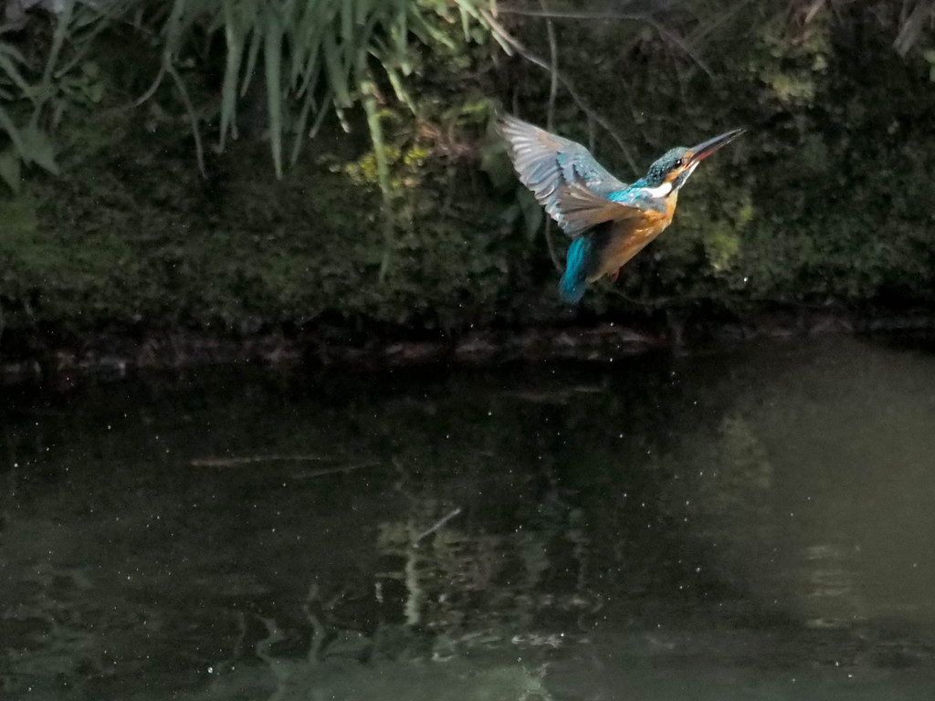 カワセミ、上昇！(連写4)