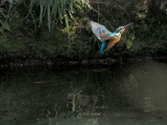 カワセミ、上昇！(連写4)
