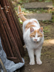 曲がり角でバッタリ出会った猫さん