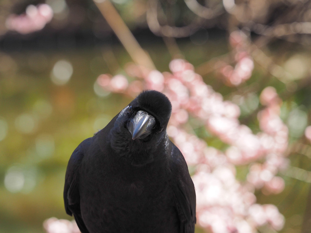 嫌われ者にも花鳥風月の心はあるのです！