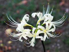 白い曼珠沙華