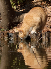 水飲み猫さん