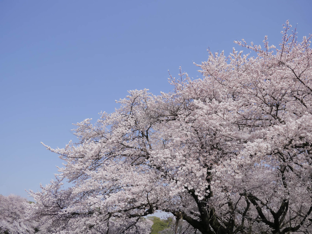 満開桜