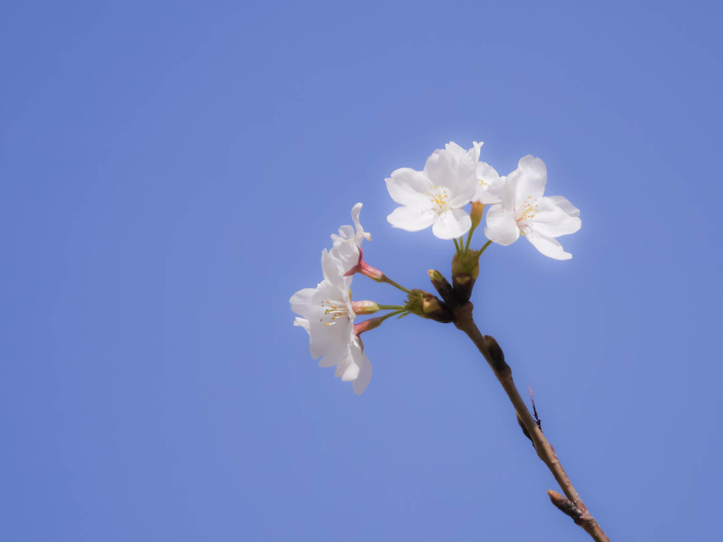 桜　咲き始め