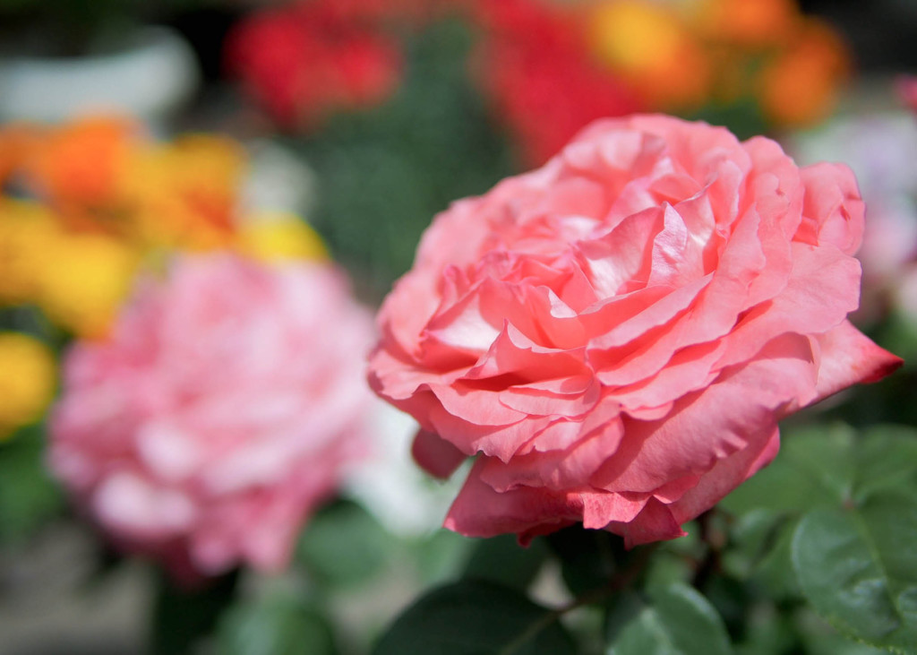 薔薇色々