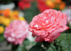 薔薇色々