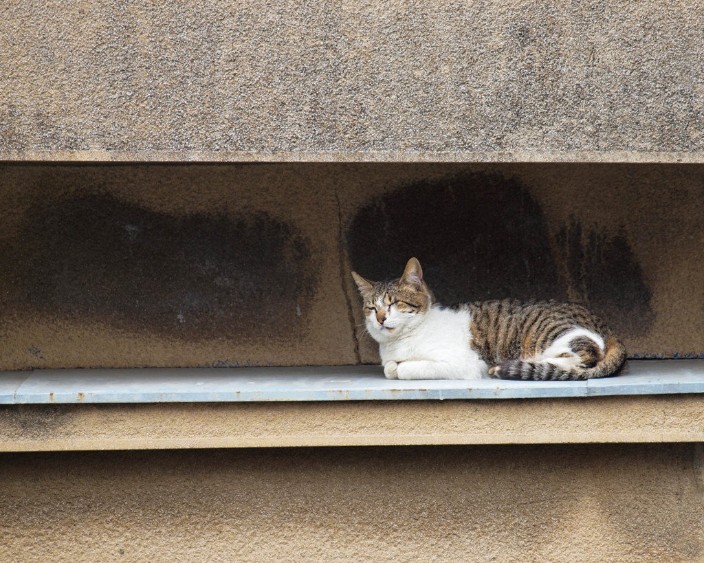 うたたね猫