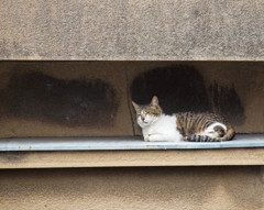 うたたね猫