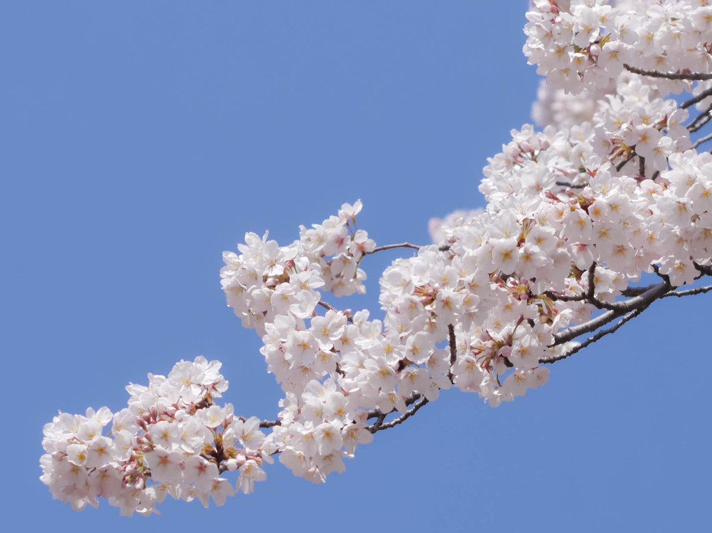 桜／ブルー