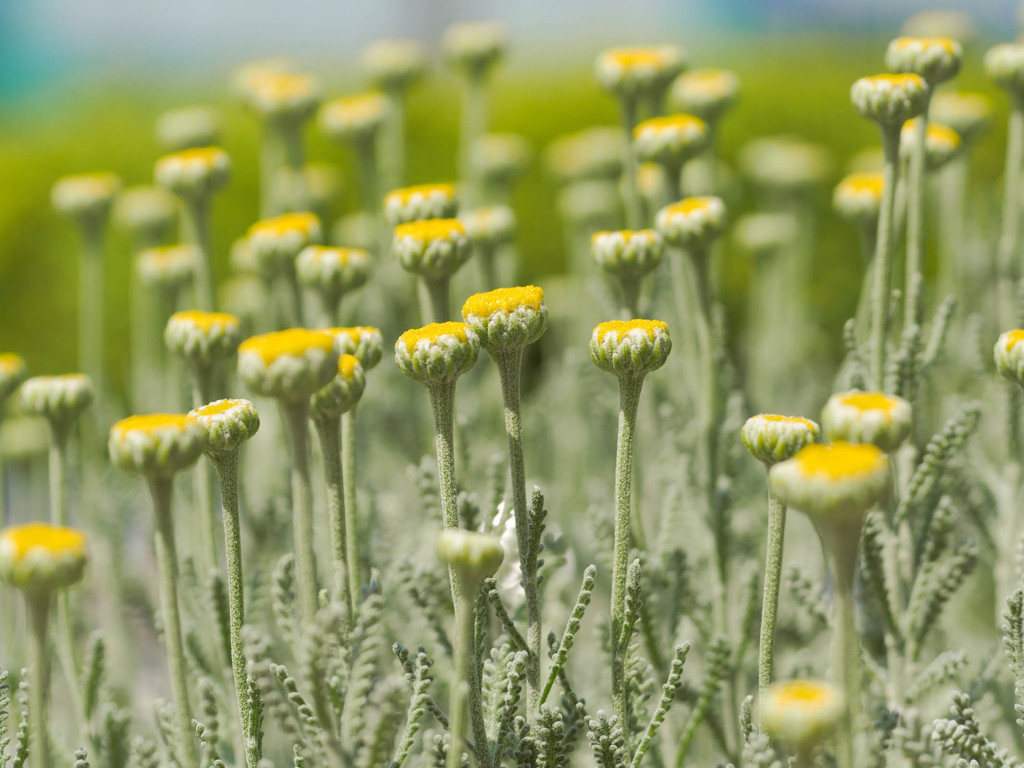皆、空を目指し咲き立つ