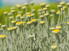 皆、空を目指し咲き立つ