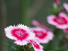 ZUIKO 50mm 1.8 MCで撮影