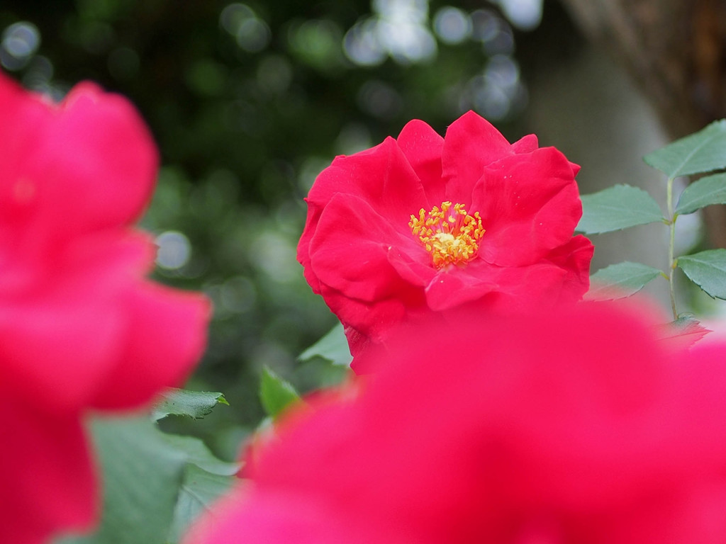 薔薇をZUIKO 28mm 2.8 MCで撮影