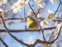 くねりウメジロー