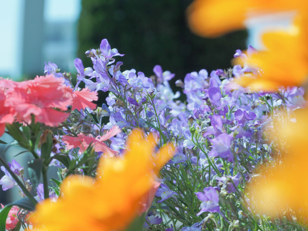 虚風の中で花を撮る