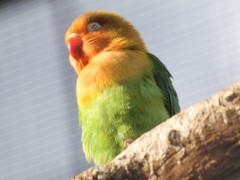 すやすやインコ