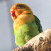 すやすやインコ