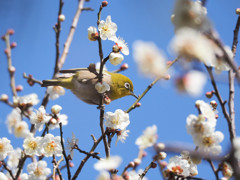 今年最後のウメジロー