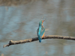 ふられるカワセミ3