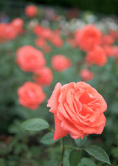 薔薇の団結
