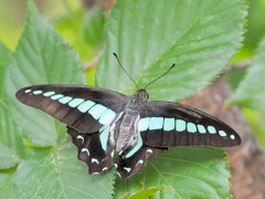 木陰で休むアオスジアゲハ