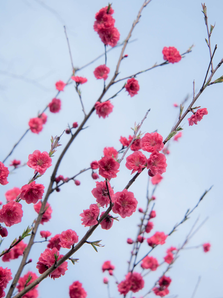 伸び盛る桃の花