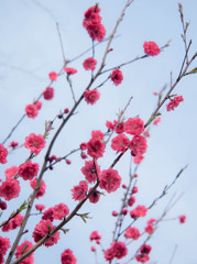 伸び盛る桃の花