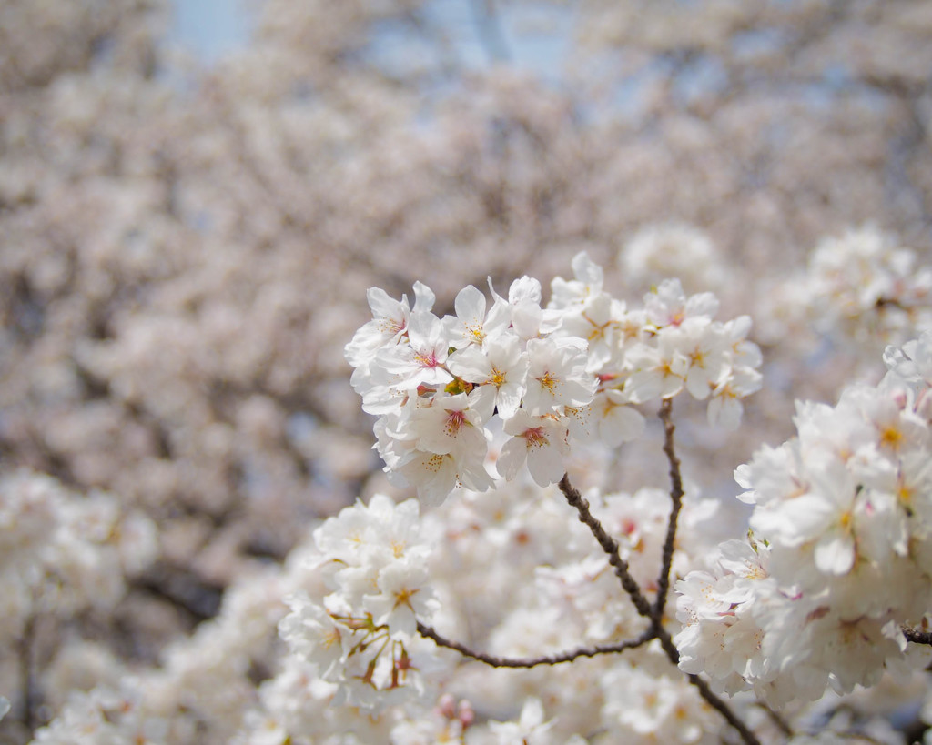 「お～い、俺、ここだよ～！ヒャッホ～」　浮かれた桜くんの主張