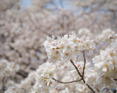 「お～い、俺、ここだよ～！ヒャッホ～」　浮かれた桜くんの主張