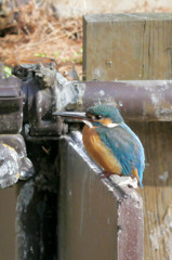 都会に生きるカワセミ