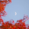 紅葉と月