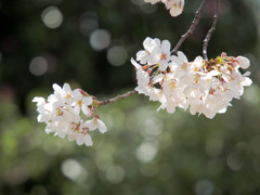 2013年　桜