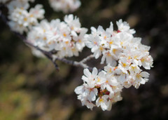 咲き進む桜たち