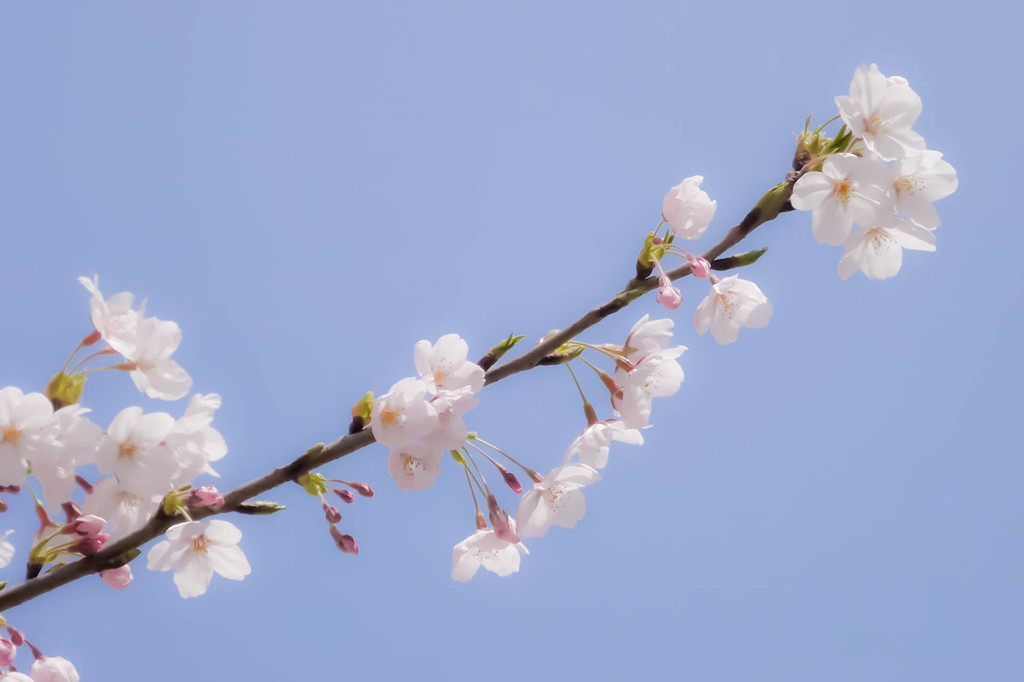 桜咲きつつ