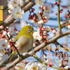 2015年BIRDカレンダーも作りました。