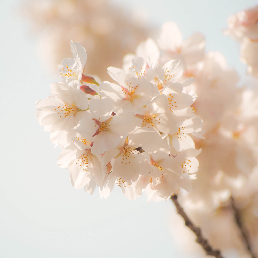 優しい色の花