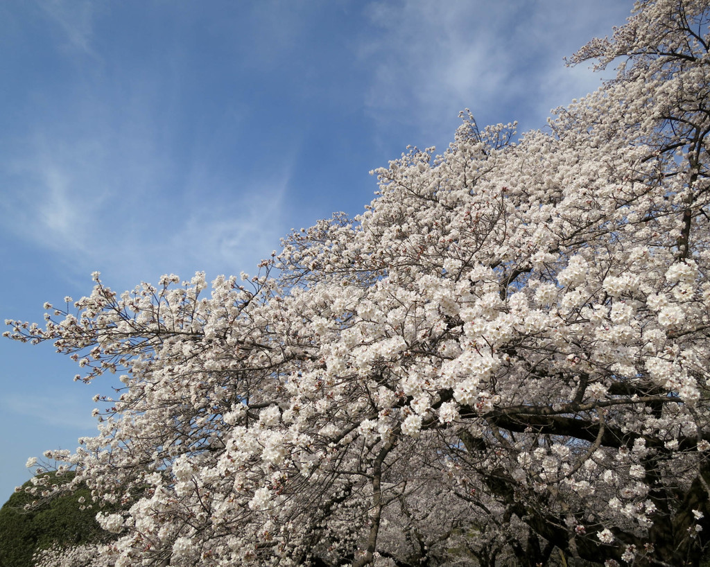 コンパクトデジカメ(コンデジ)で桜を愛でる５