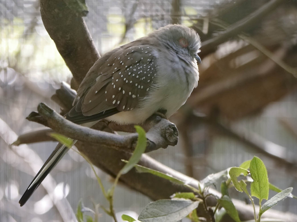 居眠りウスユキバト