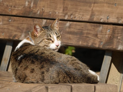 何か用かい？