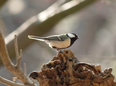 小春日和シジュウカラ