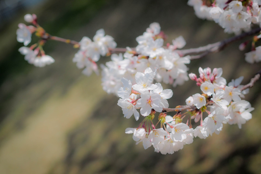 ふんわり桜