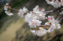 ふんわり桜