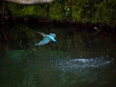 妻が撮るカワセミ水浴びシーン６