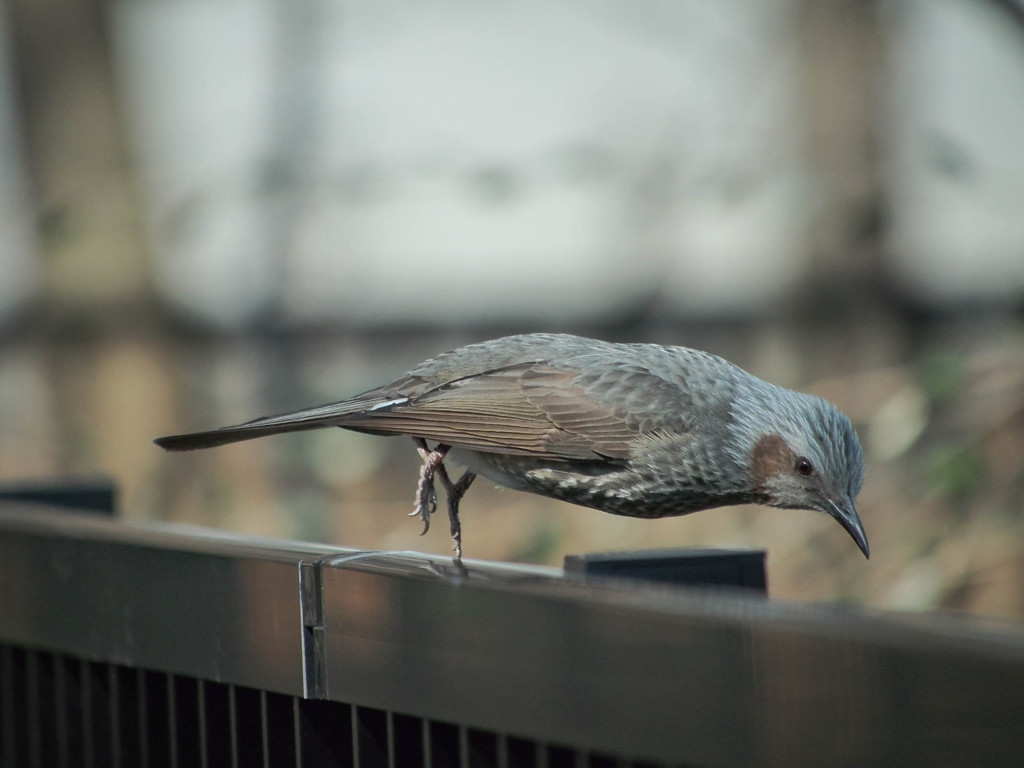 ヒヨドリダイブ！