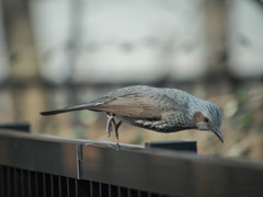 ヒヨドリダイブ！